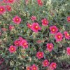 Helianthemum 'Ben Ledi'_2