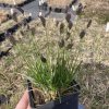 Sesleria caerulea_2
