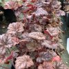 Heuchera 'Venus_2
