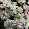 Heuchera 'Venus'
