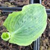 Hosta 'Frances Williams'