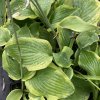 Hosta 'Frances Williams'_2