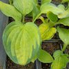 Hosta 'Gold Standard' _1
