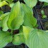 Hosta 'Gold Standard' _2