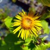 Inula racemosa_2