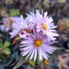 Aster novi-belgii 'Patricia Ballard'_2