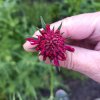 Knautia macedonica_6
