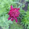 Knautia macedonica_3