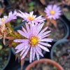 Aster novi-belgii 'Patricia Ballard'_1
