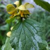 Lamium galeobdolon 'Florentinum'_2