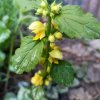 Lamium galeobdolon 'Florentinum'_1