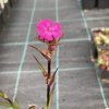 Lychnis viscaria 'Splendens'