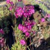 Lychnis viscaria 'Splendens'_3