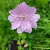 Malva moschata_1