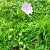 Malva moschata_2