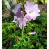 Malva moschata_3