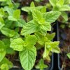 Mentha aquatica 'Mandeliensis'_2