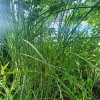 Miscanthus sinensis 'Nippon'_1