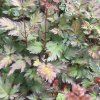 Astilbe 'Delft Lace'