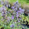 Nepeta x faassenii 'Six Hills Giant'_2