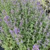Nepeta x faassenii 'Six Hills Giant'_3