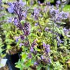 Nepeta x faassenii 'Six Hills Giant'_1