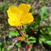 Oenothera pilosella 'Yella Fella'_4