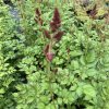 Astilbe chinensis 'Purpurkerze_2