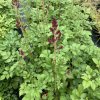 Astilbe chinensis 'Purpurkerze