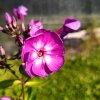Phlox paniculata 'Laura'_1