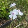 Phlox subulata 'Amazing Grace'_2
