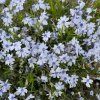 Phlox subulata 'Bavaria'