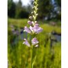 Physostegia virginiana 'Rosea'_2