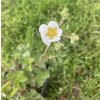 Potentilla rupestris_1