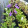 Salvia officinalis 'Extrakta'_2