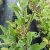 Salvia officinalis 'Extrakta'_3