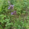 Salvia officinalis 'Extrakta'_4