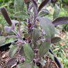 Salvia officinalis 'Purpurascens'_2
