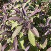 Salvia officinalis 'Purpurascens'_3