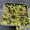 Sedum album