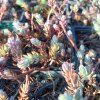Sedum reflexum 'Silver'