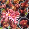 Sempervivum hybr. 'Heigham Red'_2