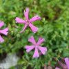 Silene schafta 'Splendens'