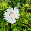 Stokesia laevis 'Träumerei'_2