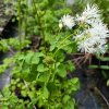 Thalictrum aquilegiifolium_2