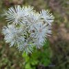 Thalictrum aquilegiifolium_1
