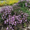 Thymus herba-barona