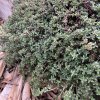 Thymus herba-barona_2