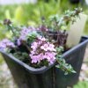 Thymus herba-barona_3