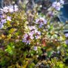 Thymus longicaulis_2
